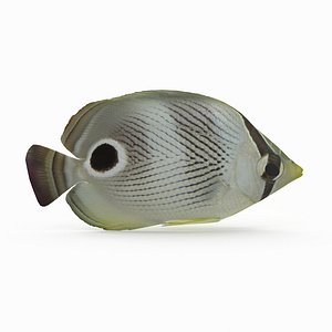 foureye butterflyfish model