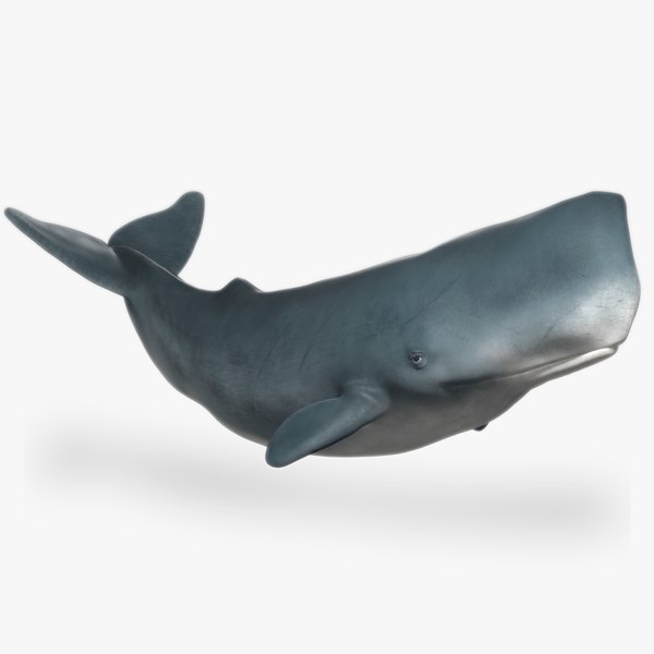 Pottwal – Animiertes Low-Poly-3D-Modell 3D-Modell - TurboSquid 2551761