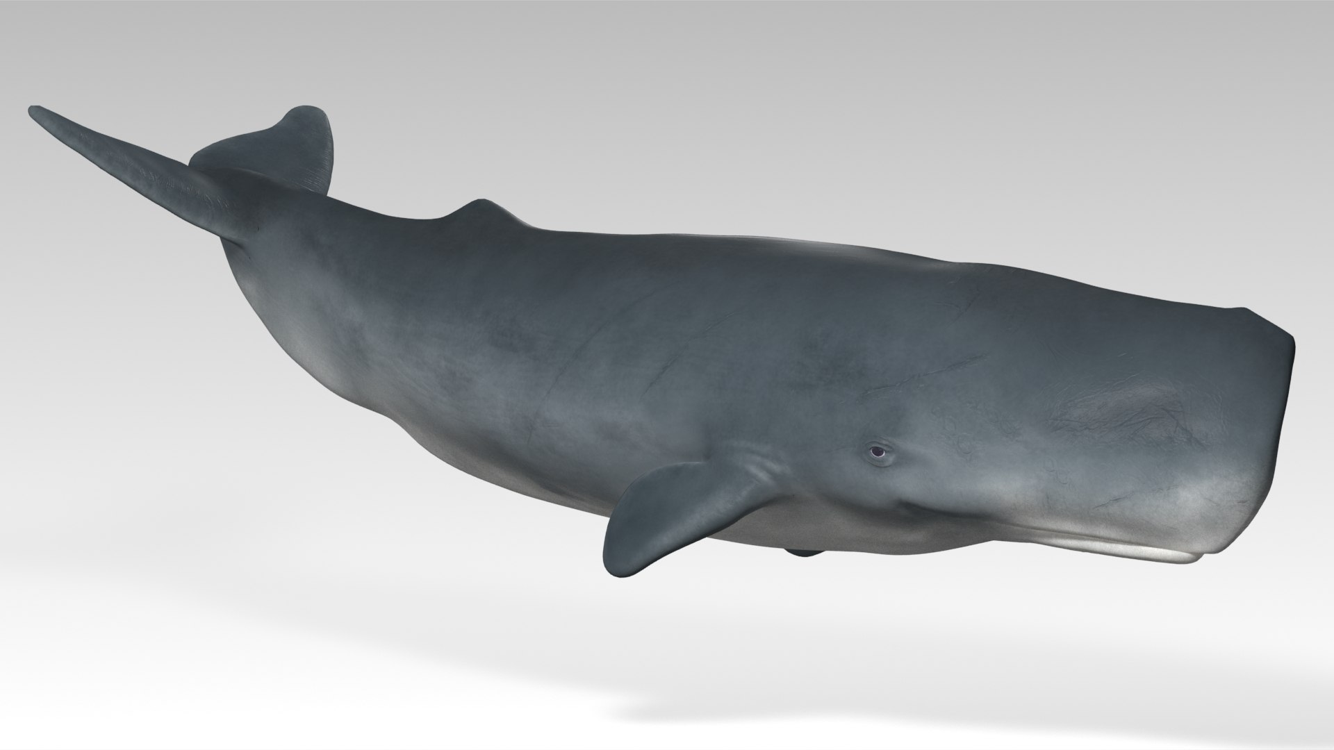 Sperm Whale - Animated Low Poly 3D Model 3D model https://p.turbosquid.com/ts-thumb/zV/jaWNyC/FM/10spermwhale_screenshot/jpg/1775133668/1920x1080/fit_q87/ab0aaf5695f2345bd3d603c03b586f335aa67fb3/10spermwhale_screenshot.jpg