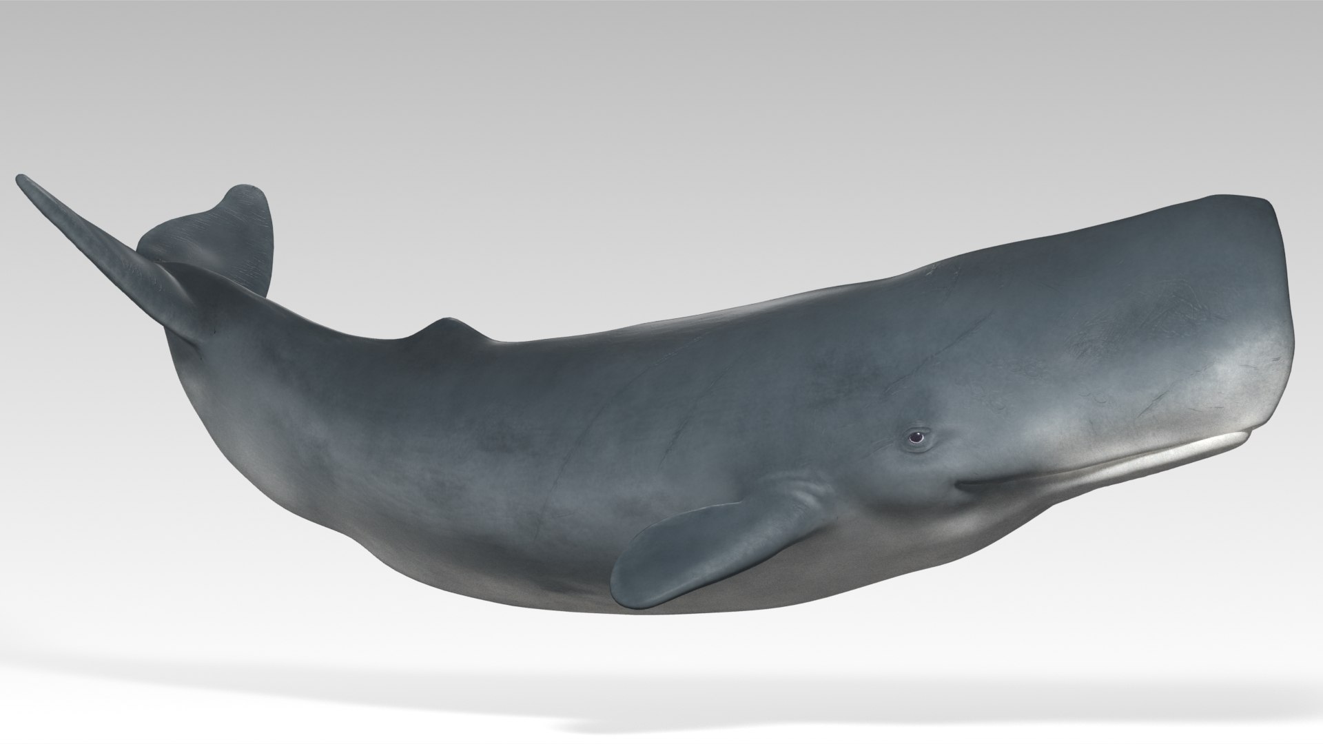 Sperm Whale - Animated Low Poly 3D Model 3D model https://p.turbosquid.com/ts-thumb/zV/jaWNyC/Hb/02spermwhale_screenshot/jpg/1775133664/1920x1080/fit_q87/0f425007e6947f6de401bdd2ef546ef1b1c9b4ed/02spermwhale_screenshot.jpg