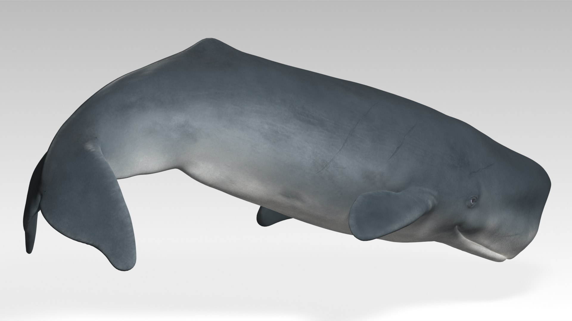 Sperm Whale - Animated Low Poly 3D Model 3D model https://p.turbosquid.com/ts-thumb/zV/jaWNyC/N8/04spermwhale_screenshot/jpg/1775133665/1920x1080/fit_q87/8e9d2a074253117bda3f7d2e70cea6b50fe677fa/04spermwhale_screenshot.jpg