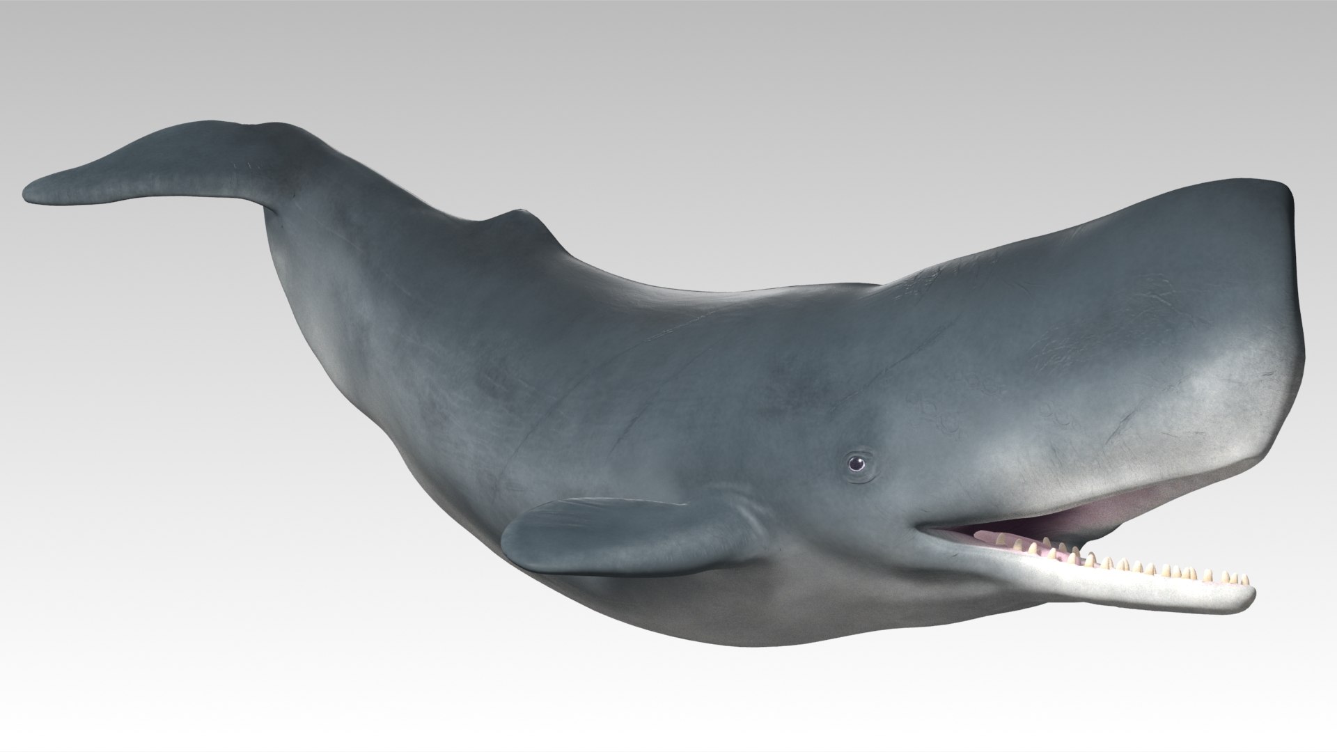 Sperm Whale - Animated Low Poly 3D Model 3D model https://p.turbosquid.com/ts-thumb/zV/jaWNyC/Q9/03spermwhale_screenshot/jpg/1775133665/1920x1080/fit_q87/ff094f51719840381f89958c20aec0193fff08e8/03spermwhale_screenshot.jpg