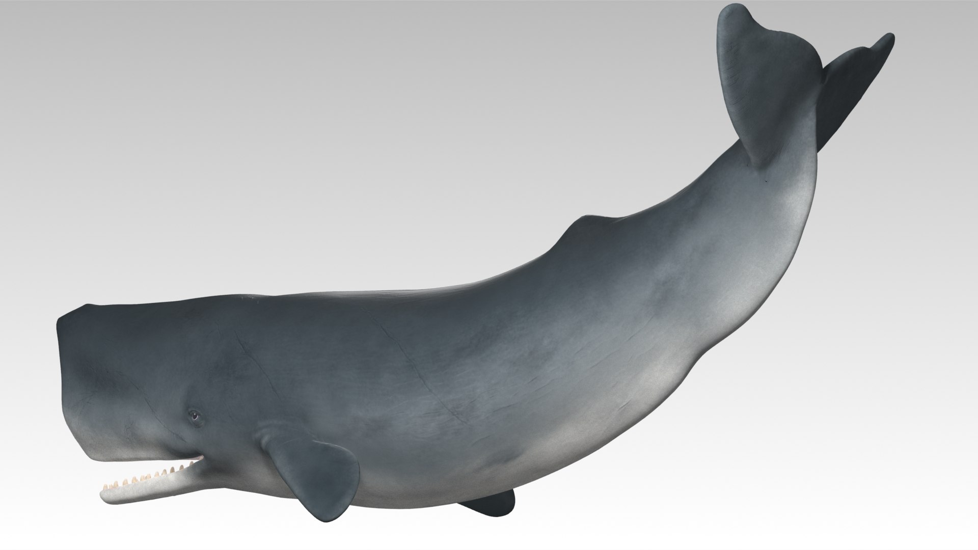 Sperm Whale - Animated Low Poly 3D Model 3D model https://p.turbosquid.com/ts-thumb/zV/jaWNyC/Wq/09spermwhale_screenshot/jpg/1775133667/1920x1080/fit_q87/87811d24929e63c9fcd4b5096cce859bf156c2bb/09spermwhale_screenshot.jpg
