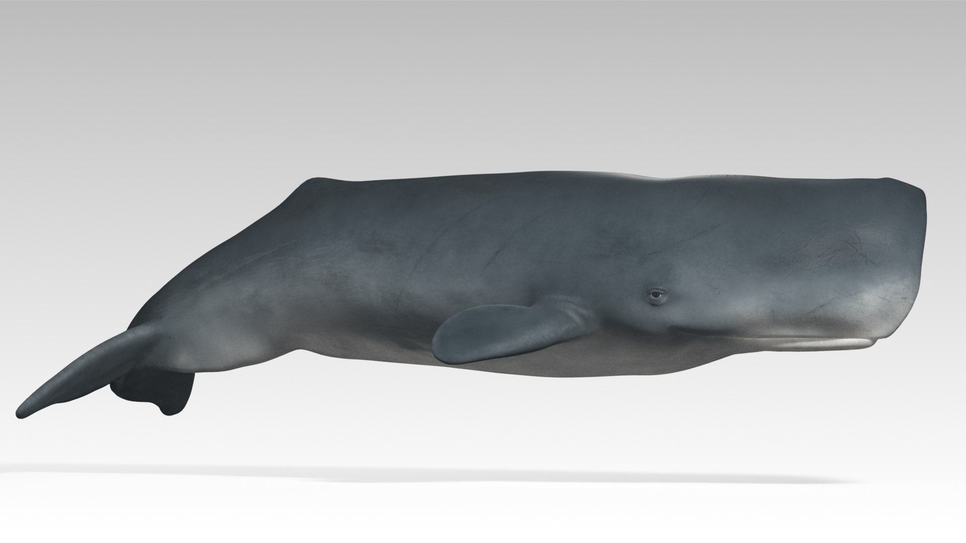 Sperm Whale - Animated Low Poly 3D Model 3D model https://p.turbosquid.com/ts-thumb/zV/jaWNyC/gn/06spermwhale_screenshot/jpg/1775133666/1920x1080/fit_q87/f062da5157ed498ca874afbbeedf1ff6d75d080a/06spermwhale_screenshot.jpg