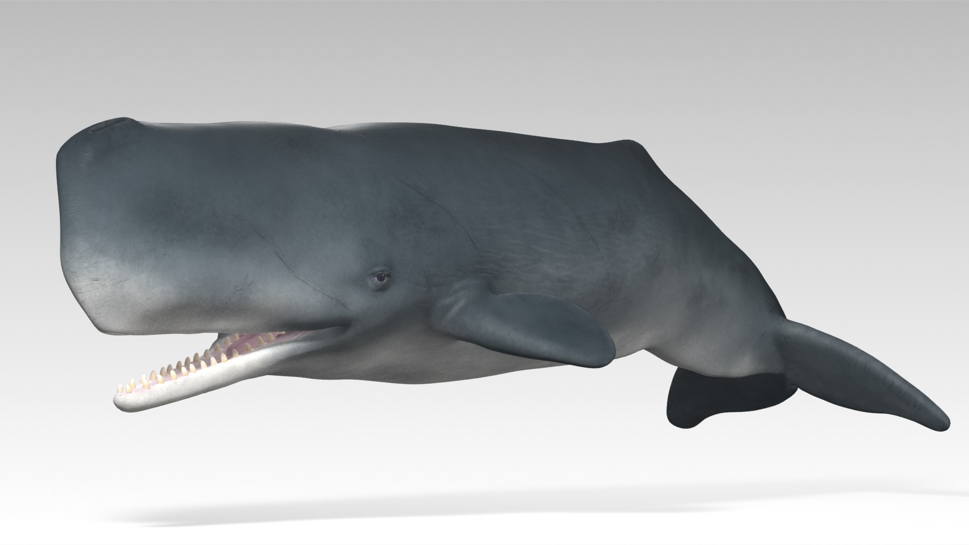Sperm Whale - Animated Low Poly 3D Model 3D model https://p.turbosquid.com/ts-thumb/zV/jaWNyC/mp/07spermwhale_screenshot/jpg/1775133667/1920x1080/fit_q87/1678b8b9ad74ebaa7835f0ead247f0116c0c0fbc/07spermwhale_screenshot.jpg