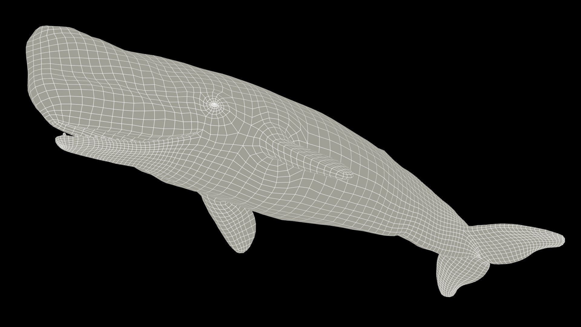 Sperm Whale - Animated Low Poly 3D Model 3D model https://p.turbosquid.com/ts-thumb/zV/jaWNyC/n8/11spermwhale_screenshot/jpg/1775133669/1920x1080/fit_q87/ec7f0d65696c585335f666437388a9ac0c08d3fb/11spermwhale_screenshot.jpg