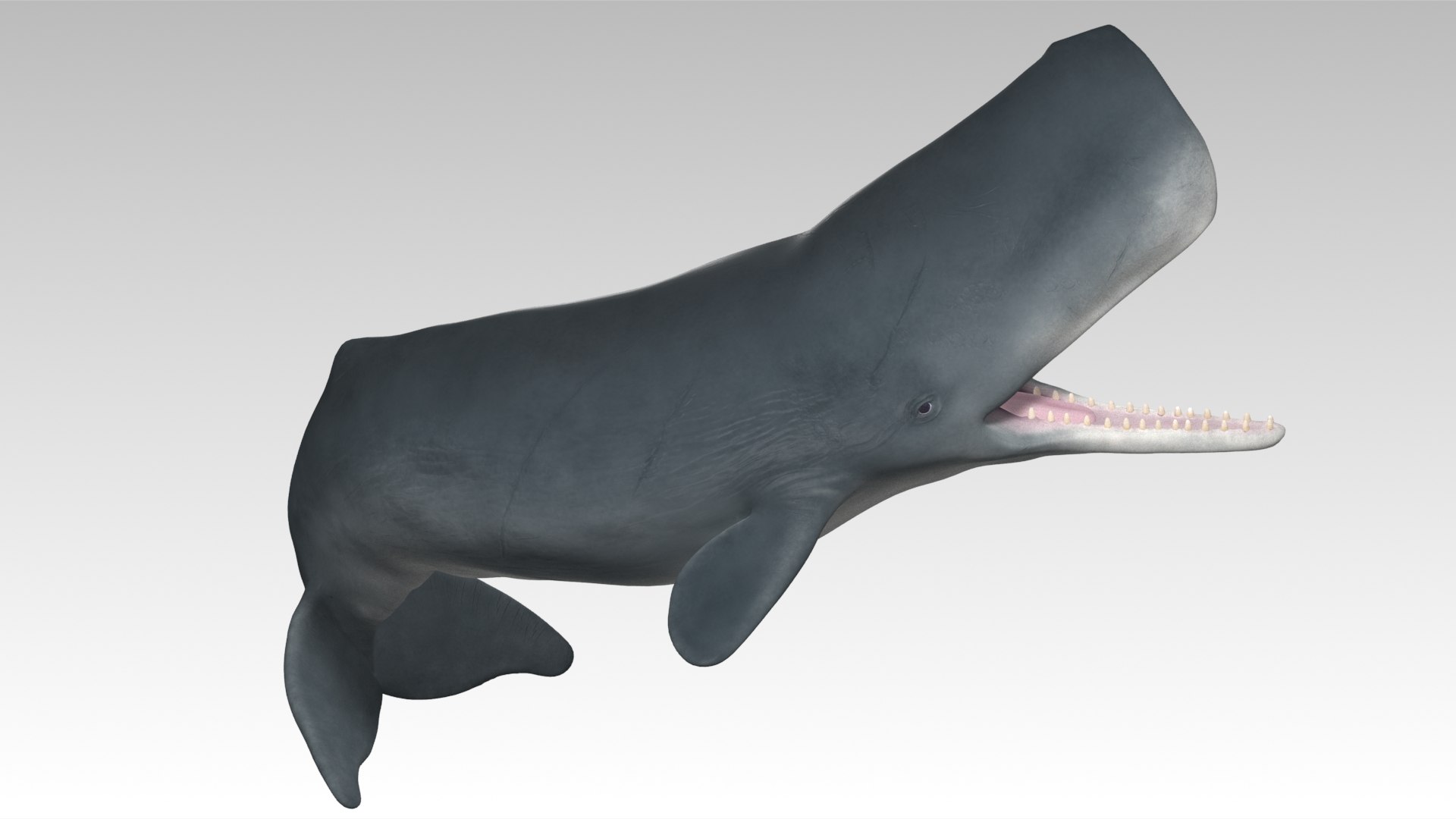 Sperm Whale - Animated Low Poly 3D Model 3D model https://p.turbosquid.com/ts-thumb/zV/jaWNyC/t3/05spermwhale_screenshot/jpg/1775133666/1920x1080/fit_q87/a41b857fc64203b3b9b7b7ee0b0d5e89cec70f18/05spermwhale_screenshot.jpg