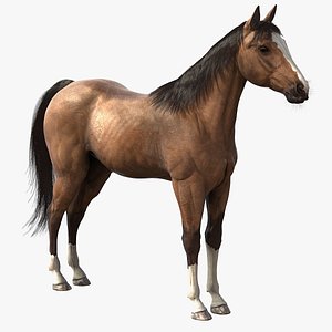 realistic horse max