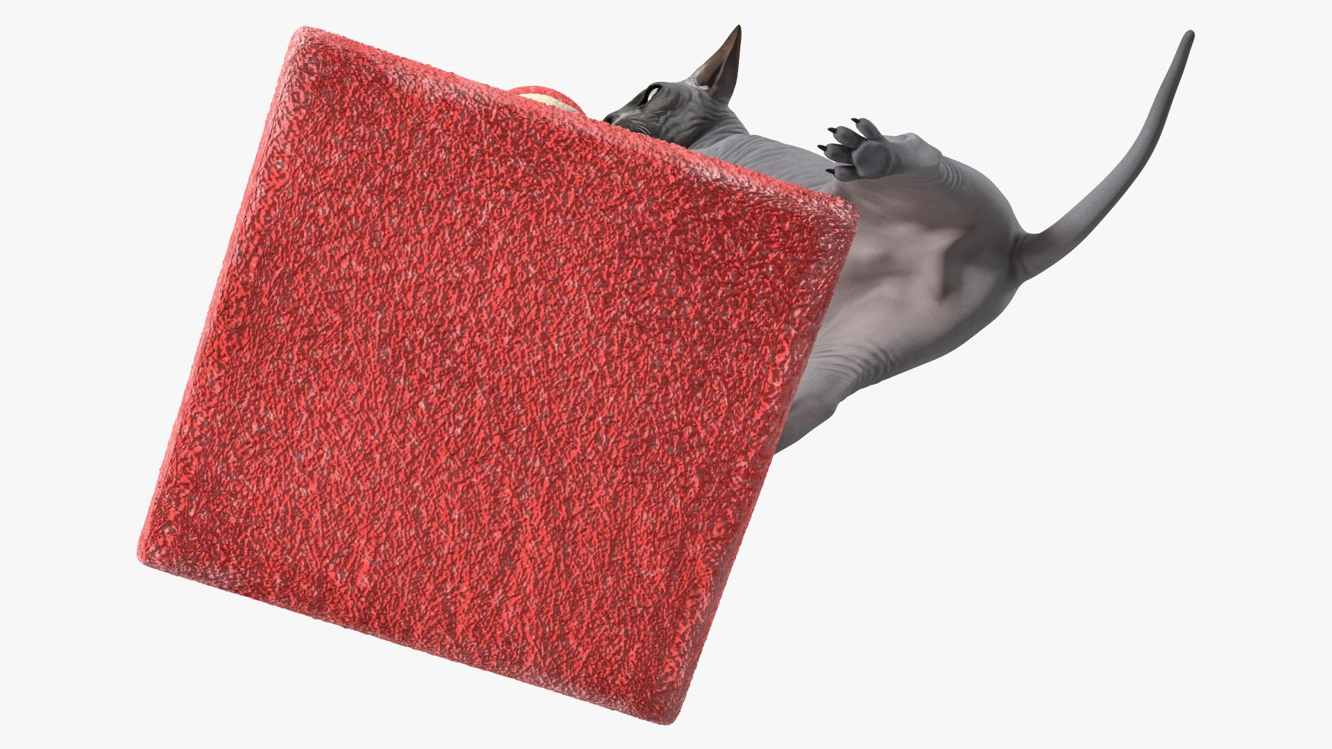 Cat Playing With A Red Scratching Post Rigged for Modo 3D https://p.turbosquid.com/ts-thumb/zV/nwaE5L/no/catplayingwitharedscratchingpostriggedmb3dmodel020/jpg/1638201003/1920x1080/fit_q87/acf1a7ff2f876b2b940a5c873f3ea6ac671b6338/catplayingwitharedscratchingpostriggedmb3dmodel020.jpg
