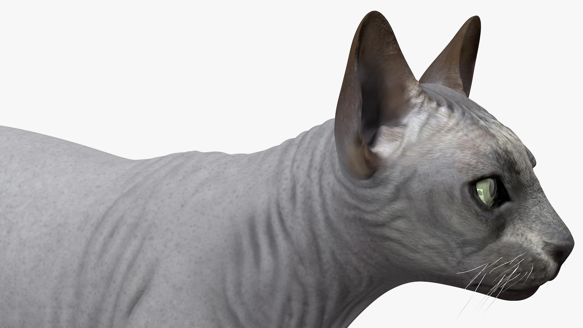 Cat Playing With A Red Scratching Post Rigged for Modo 3D https://p.turbosquid.com/ts-thumb/zV/nwaE5L/oC/catplayingwitharedscratchingpostriggedmb3dmodel029/jpg/1638201028/1920x1080/fit_q87/12868b0dff698e13531c5699b7dd7af92be29f73/catplayingwitharedscratchingpostriggedmb3dmodel029.jpg