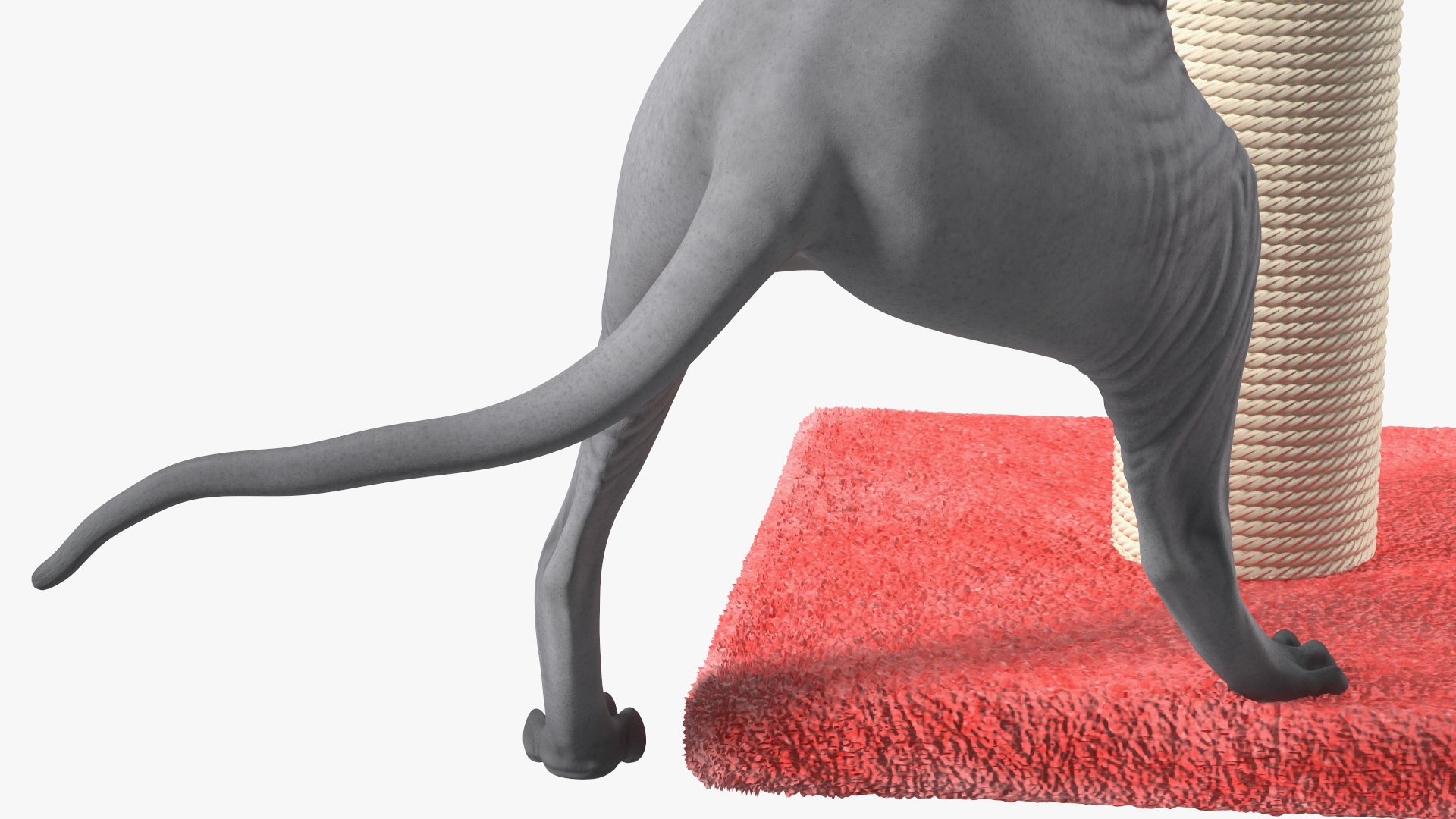 Cat Playing With A Red Scratching Post Rigged for Modo 3D https://p.turbosquid.com/ts-thumb/zV/nwaE5L/w2/catplayingwitharedscratchingpostriggedmb3dmodel023/jpg/1638201012/1920x1080/fit_q87/19a568b48be132cf0f978043e55cc3e95cacb162/catplayingwitharedscratchingpostriggedmb3dmodel023.jpg