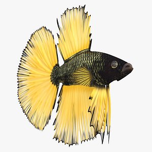 Betta Fish Aquarium Pet Rigged for Cinema 4D