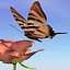 Swallowtail.3ds escaso