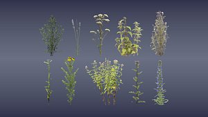 wild flower set