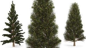 3D model Set of two pine trees