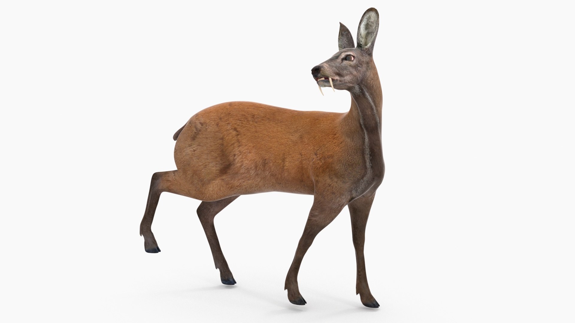 Siberian Musk Deer Rigged 3D model preview