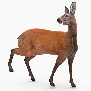 Siberian Musk Deer Rigged