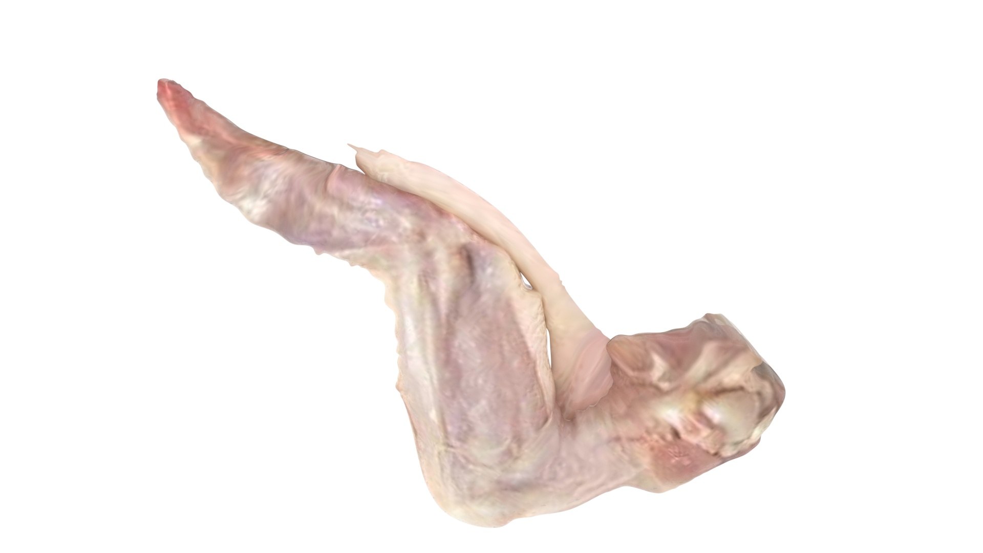 Chicken Wing 3D Model - TurboSquid 2249634