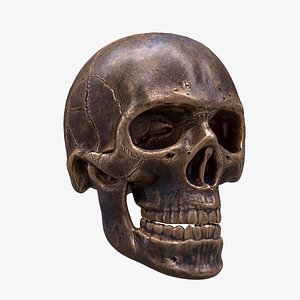 realistic human skull model