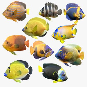 3D Angelfish Collection v1 model