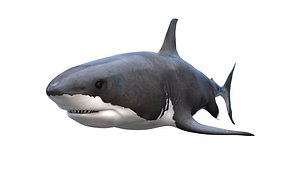 free shark great white 3d model