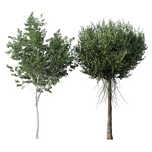 3D HQ Agar wood Silver Birch Tree Betula Pendula Spring