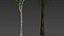 HQ Bois d'Agar Bouleau Argenté Betula Pendula Printemps