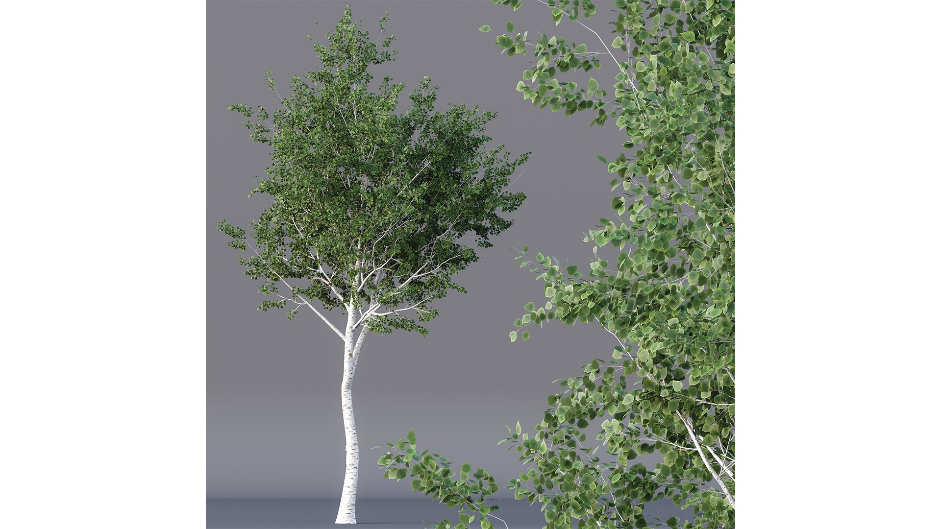 3D HQ Agar wood Silver Birch Tree Betula Pendula Spring https://p.turbosquid.com/ts-thumb/zW/lH9Kua/OS/z03/png/1698146981/1920x1080/fit_q87/9785880b1e3efb61460bef971d82be38bef8b180/z03.jpg