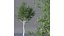 HQ Bois d'Agar Bouleau Argenté Betula Pendula Printemps
