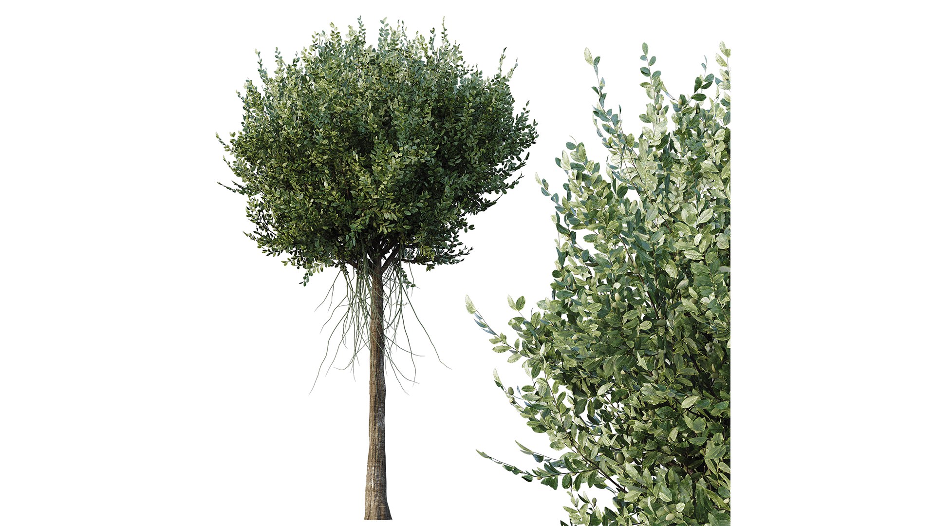 3D HQ Agar wood Silver Birch Tree Betula Pendula Spring https://p.turbosquid.com/ts-thumb/zW/lH9Kua/SM/z02/png/1698146946/1920x1080/fit_q87/85f9229a3722dc5e6a5572d1d6a3b8c03fa80ac6/z02.jpg