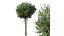 HQ Bois d'Agar Bouleau Argenté Betula Pendula Printemps