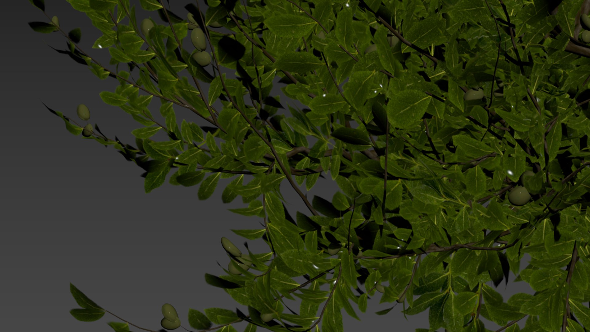 3D HQ Agar wood Silver Birch Tree Betula Pendula Spring https://p.turbosquid.com/ts-thumb/zW/lH9Kua/jI/z06/png/1698147043/1920x1080/fit_q87/ee54ce02148479439b8baf9415760a39ba2fd860/z06.jpg