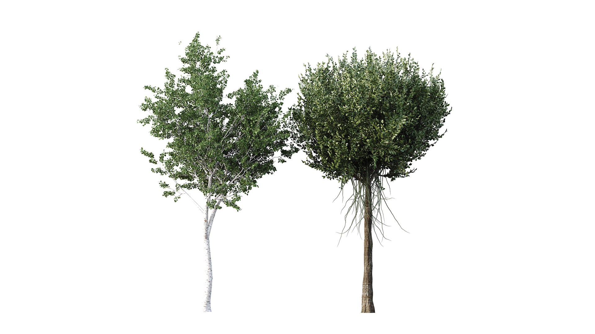 3D HQ Agar wood Silver Birch Tree Betula Pendula Spring https://p.turbosquid.com/ts-thumb/zW/lH9Kua/us/z01/png/1698146943/1920x1080/fit_q87/86216dcb800b27cb0d6abac1d4de326fdf7f7c9b/z01.jpg