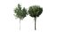 HQ Bois d'Agar Bouleau Argenté Betula Pendula Printemps