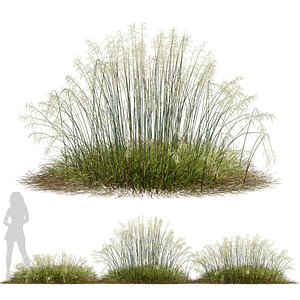3D HQ Plants Stipa arundinacea Sweet Grass Wide model