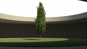 3D italian cypress