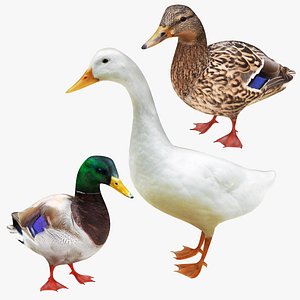 Duck and Goose Collection 3D model