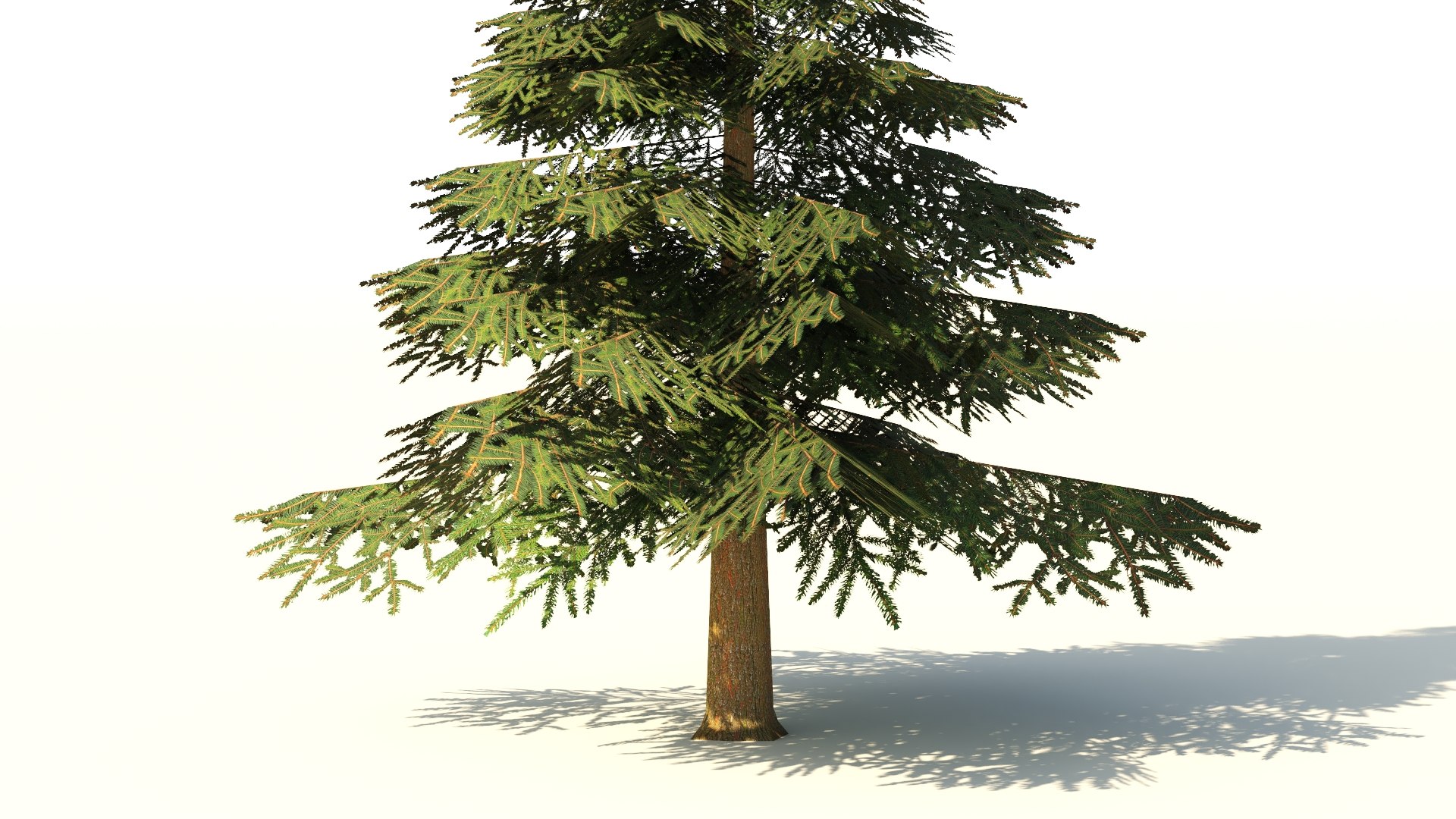 3D Spruce V4 Lowpoly Model - TurboSquid 2319112