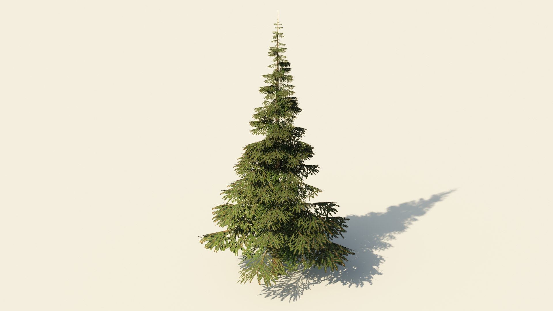 3D Spruce V4 Lowpoly Model - TurboSquid 2319112