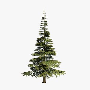 Spruce v4 lowpoly