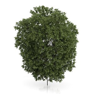 Hackberry Tree (Prunus padus) 3.5m