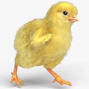 3D Baby Chick Poultry Running Animated Fur Rigged For Blender