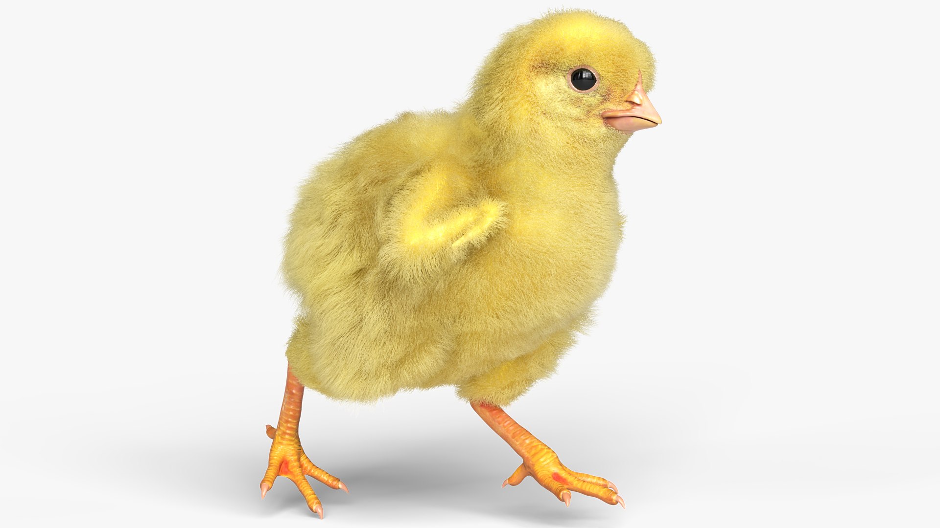 Baby Chick Poultry Running Animated Fur Rigged For Blender 3D model preview