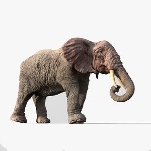 3D model Elephant
