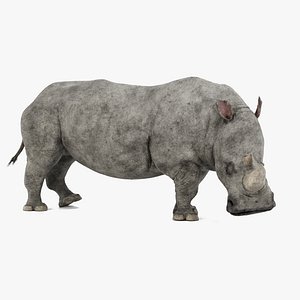 3D white rhinoceros rigged rhino model