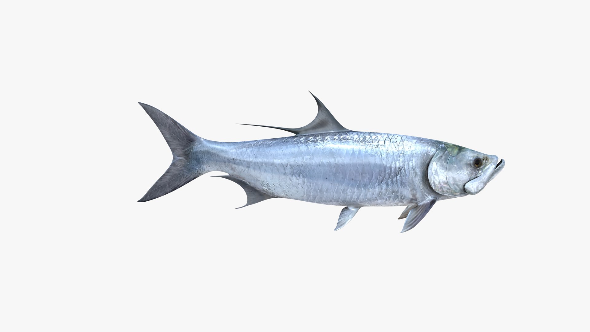 3D Atlantic Tarpon https://p.turbosquid.com/ts-thumb/zX/Ifwjul/BP/atlantic_tarpon_megalops_atlanticus_fish_3d_model_by_andreas_piel_004/png/1770936033/1920x1080/fit_q87/3002314efbf4183b1ba7905529440bba8485df54/atlantic_tarpon_megalops_atlanticus_fish_3d_model_by_andreas_piel_004.jpg