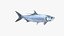 Atlantic Tarpon