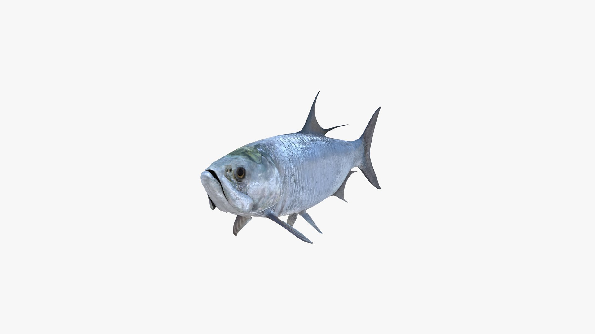 3D Atlantic Tarpon https://p.turbosquid.com/ts-thumb/zX/Ifwjul/Cn/atlantic_tarpon_megalops_atlanticus_fish_3d_model_by_andreas_piel_003/png/1770936030/1920x1080/fit_q87/791593386a2f5df2613fcd77fcd8088719ba8327/atlantic_tarpon_megalops_atlanticus_fish_3d_model_by_andreas_piel_003.jpg