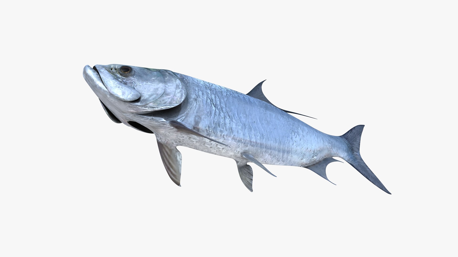 3D Atlantic Tarpon https://p.turbosquid.com/ts-thumb/zX/Ifwjul/FE/atlantic_tarpon_megalops_atlanticus_fish_3d_model_by_andreas_piel_012/png/1783611057/1920x1080/fit_q87/f5586c0ce2082e7ba347cbbb0a49259e841dbca1/atlantic_tarpon_megalops_atlanticus_fish_3d_model_by_andreas_piel_012.jpg