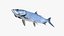 Atlantic Tarpon